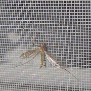 Fiberglass Window Screen, Fiberglass Mosquito/Insect Screen