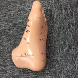 Foot Acupuncture Model for Teaching Acupoint