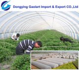 PP Spunbond Nonwoven Fabric Used on Agriculture Protection
