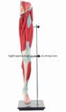 Bix-A1038 Lower Limb Muscle Annatomy Model