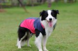Pet Sport Clothing Dog Clothes