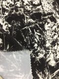 Stretch Printing Polyester Pongee Fabric for Ski Suits
