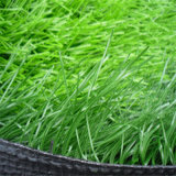 Anti-UV Cheap Artificial Grass Carpet for Football Fields