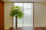 Office Window and Glasses Door Blinds Curtain