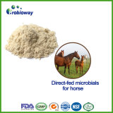 High Viability Direct-Fed Microbial for Horse Antibiotics Replacement