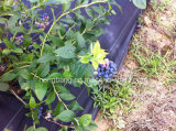 PP High Quality Weed Control Mat /Landscape Fabric