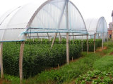 Super Wide HDPE Anti Insect Screen Nets for Windows and Agriculture