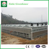 Glass/Hollow Tempered Glass Vegetable Tent for Planting Tomato/Potato