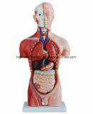 Bix-A1037 42cm/13 Parts Anatomical Male Torso Model