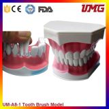 Hot Sale Removable Teeth Model for Baby Oral Teaching
