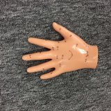 Hot Selling Hand Acupuncture Model