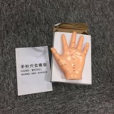 Chinese Acupuncture Hand Model for School Teaching