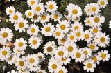 Pyrethrum Extract Pyrethrin 25%-70% HPLC Used for Insecticide
