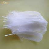 Good Factory Manufactures  Duck  Feathers  for Salefeather