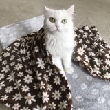 Factory Wholesale Eco-Friendly Plush PP Cotton Durable Cat Dog Blanket