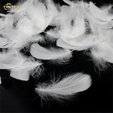 Washed White Duck Feather 4-6/6-8cm for Cushion USA&Europe Market