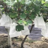 Agriculturer Use Disposable PP Spunbond Nonwoven Fabric for Plant Covers