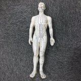 Male Acupuncture Model for Studying