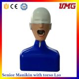 China Top Ten Selling Products Dental Training Head