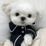 Elegant Pet Shirt Dog Pajamas for Small Dogs
