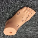 Foot Mannequin for School Teaching