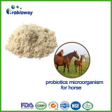 GMP Certified Equine Probiotics Animal Feed Supplement Private label