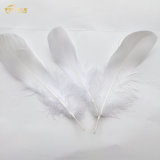 Wholesale White  Duck  Feather  Down Suppliers