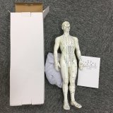 Fully Male's Body Mannequin for Teaching Aids