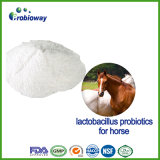 Freeze Dried Horse Lactobacillus Probiotics Livestock Feed Additive