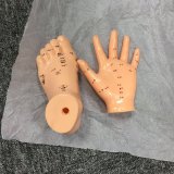 Hand Mannequin Model for School Teaching