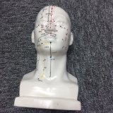 Tcm Realistic Human Head Acupuncture Point Model