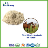 High Viability Direct-Fed Microbial for Horse Animal Feed Supplement