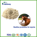 Reliable Horse Equine Bacillus Probiotics Animal Feed Additive OEM