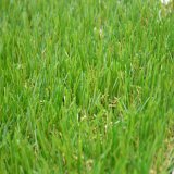 Natural Looking Plastic Green Grass Carpet (BSB)