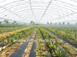PP Woven Weed Control Fabric for Blueberry Fruit Planting