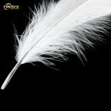 High Quality White Duck Down & Feather