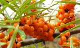 Seabuckthorn Berry Extract Oil Rich in Vitamin C