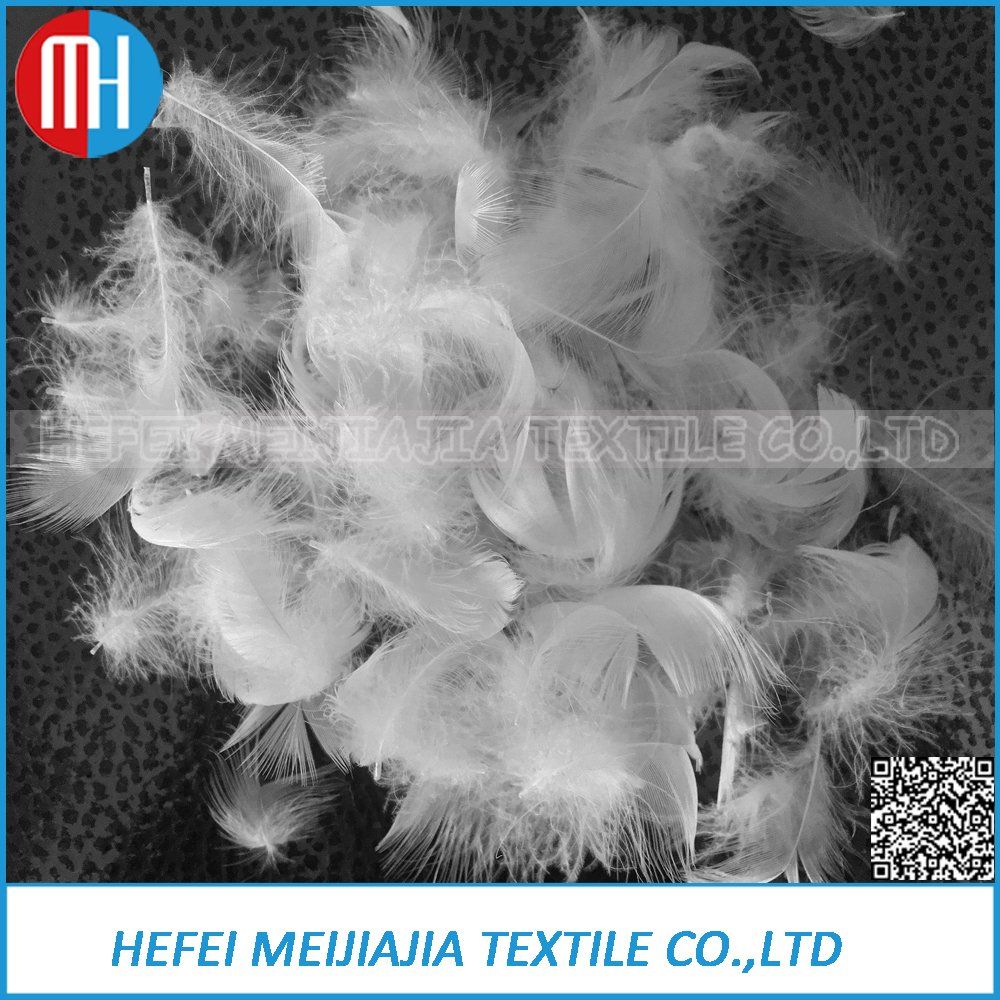 Goose and Duck Feather for Sale