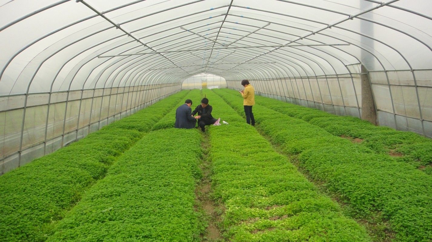 Greenhouse Netting