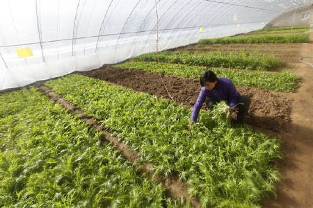 Anti Bemisia Tabaci Net 4mt. Width