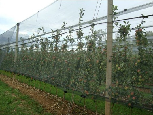 Anti Insect Bird Net for Grape Vines