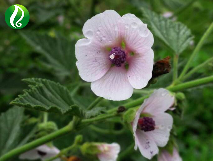 Marshmallow (Althaea) Root Extract 10: 1