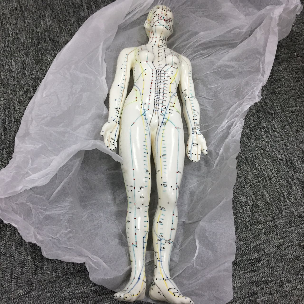 Acupuncture Model for Education Teaching Model