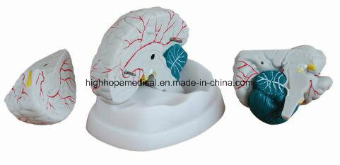 Bix-A1040 Medical Brain Anatomical Model