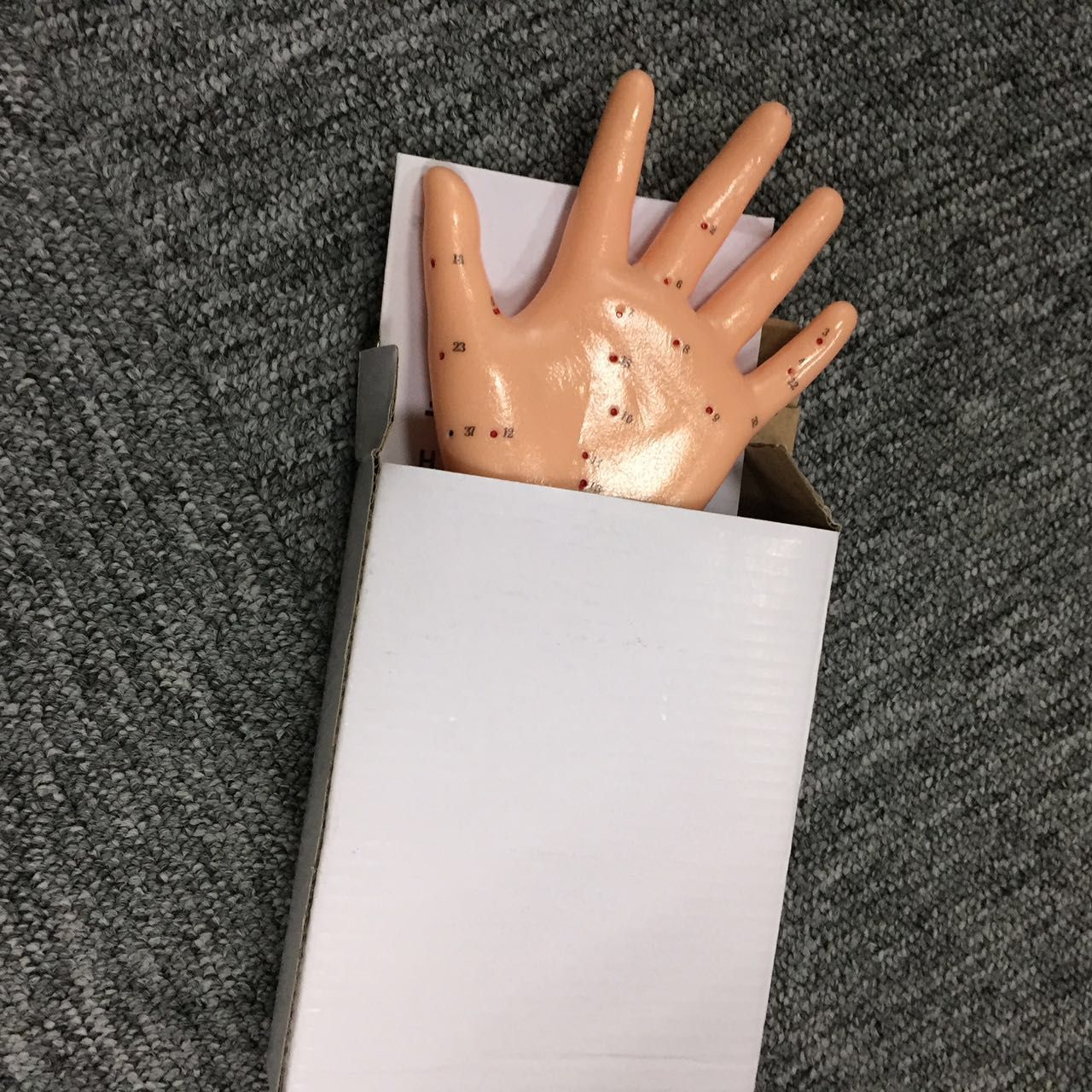 Acupoint Studying Hand Model for Studying