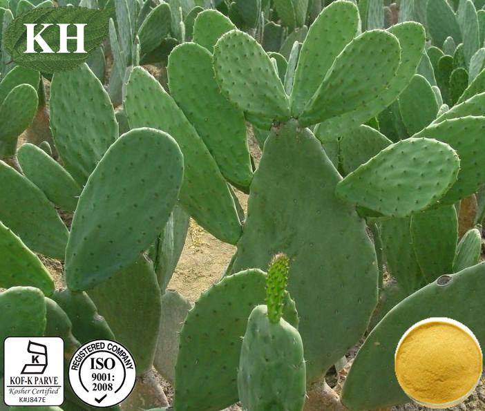 100% Natural Cactus Extract 10: 1, 20: 1