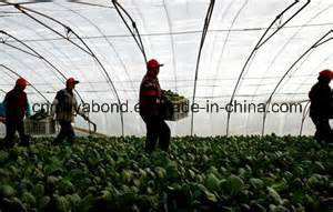 20/10 Mesh Anti Insect Net for Agriculture, Top HDPE Anti Insect Net Quality