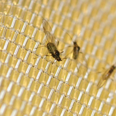 Anti-Insect Net 120GSM 50mesh with UV