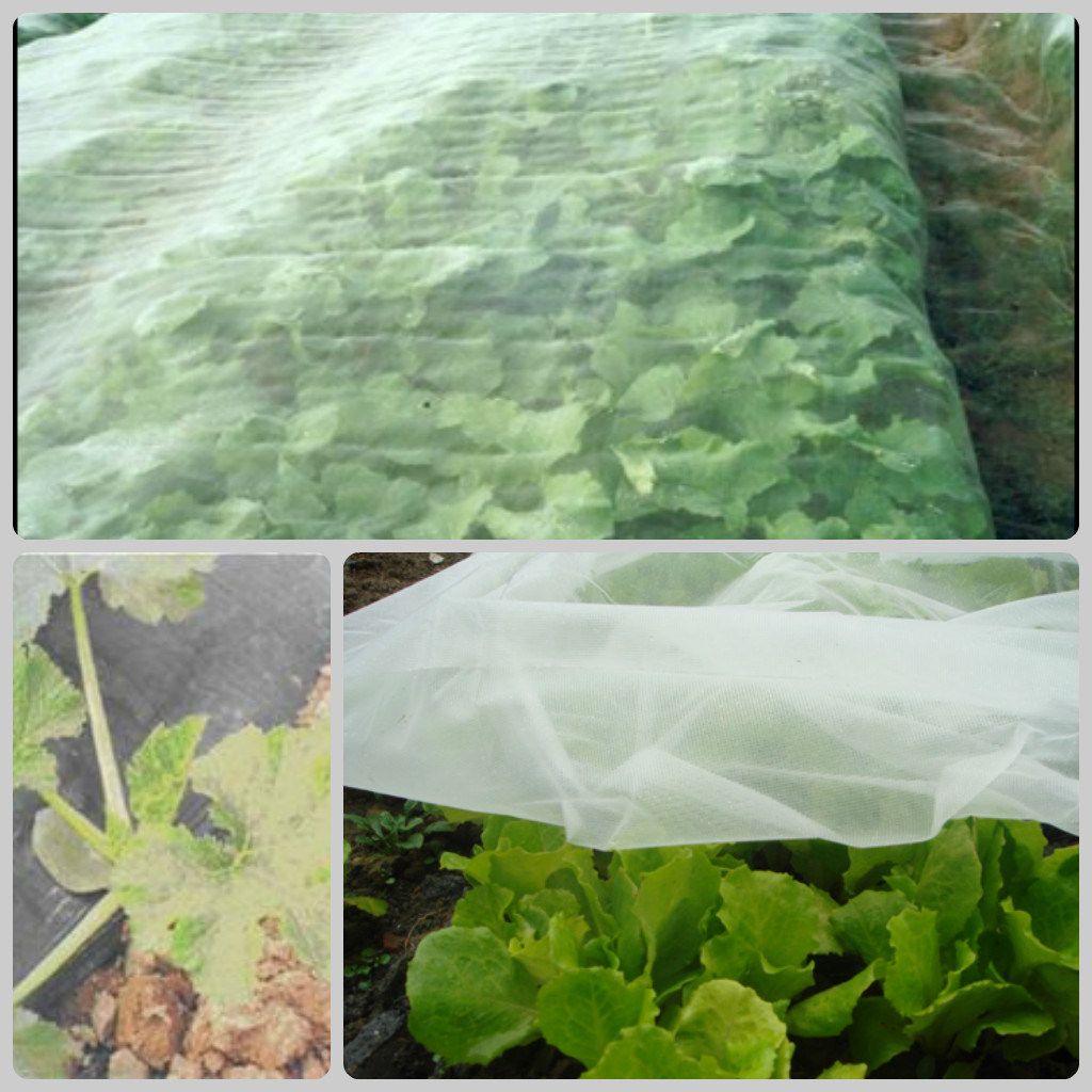 50 Mesh Anti Aphids Mesh