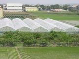 HDPE Anti-Insect Net with UV Treated for Greenhouse